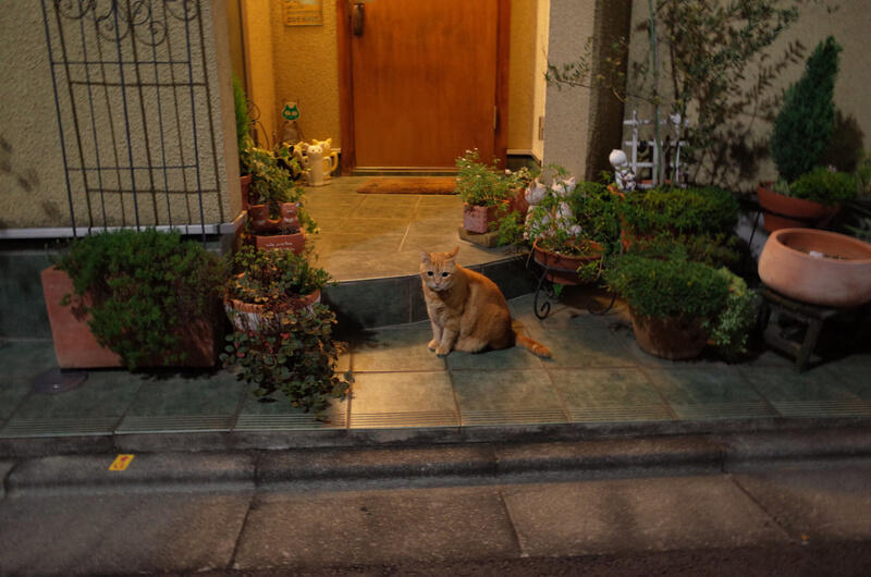An orange cat sitting outside a house