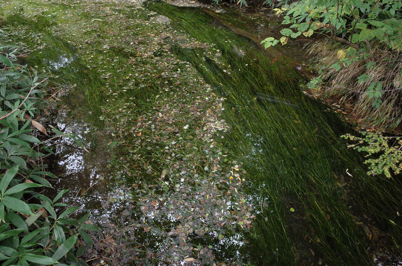 Water with weeds and fallen leaves on it