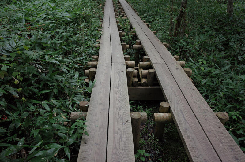 A raised wooden trail