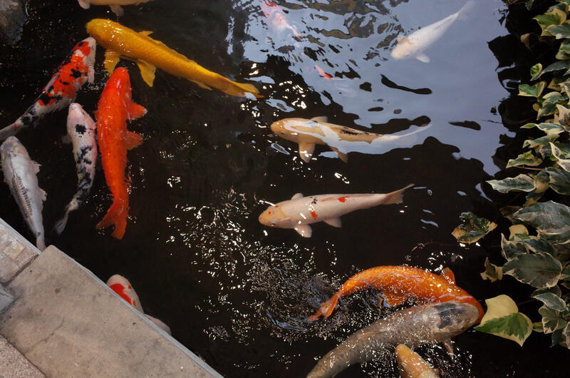 A bunch of koi swimming