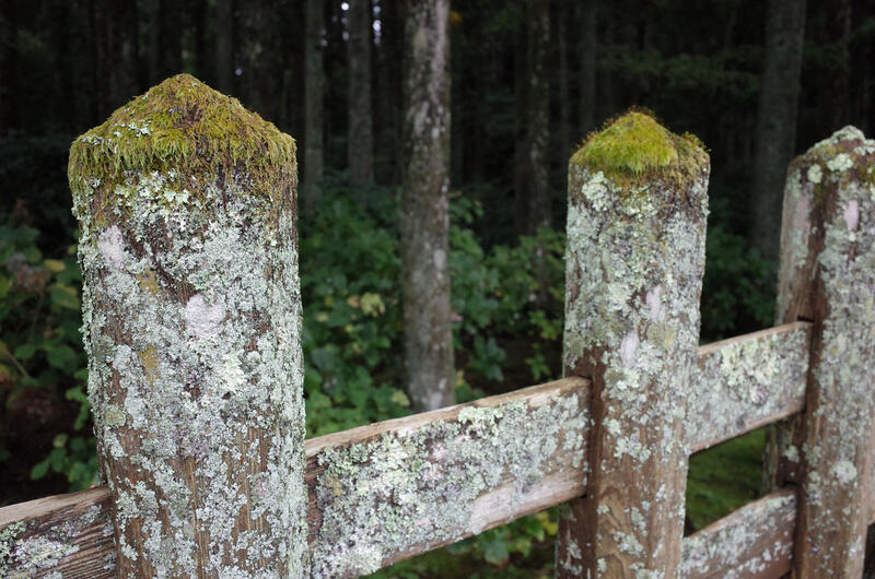 Old fenceposts overgrown with moss