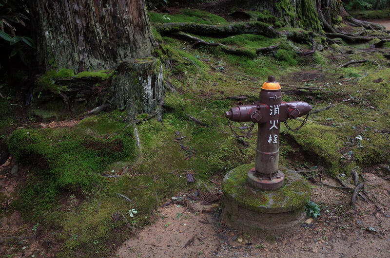 A fire hydrant surrounded by moss